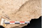 Foto (Detailansicht) von Banksia ungeri (NHMW-GEO-2024-0188-11495)